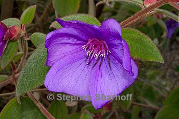 tibouchina cardinalis 3 graphic